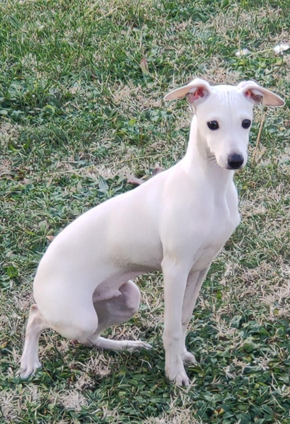 Une cigogne va passer a L'Oustau de la Clapiere en Avril 2026