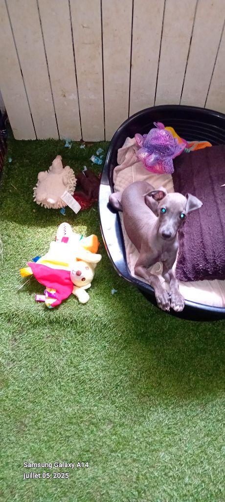 De L'Oustau De La Clapiere - Chiots disponibles - Petit Levrier Italien