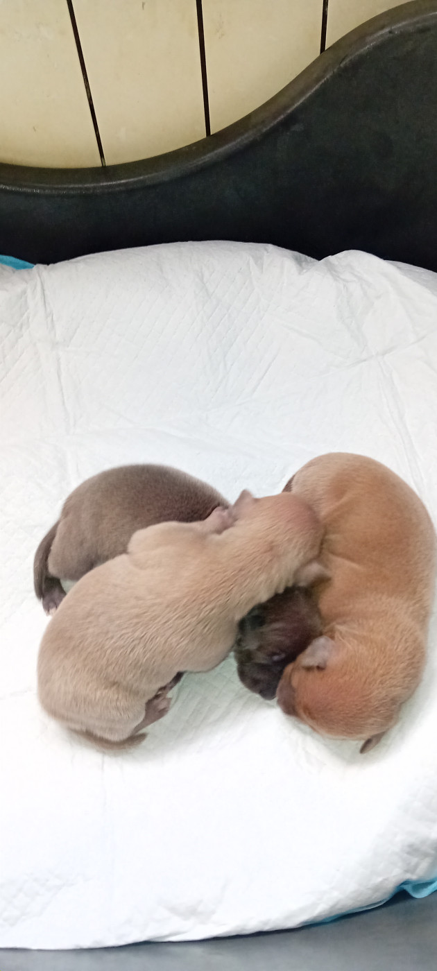 Chiot Petit Levrier Italien De L'Oustau De La Clapiere
