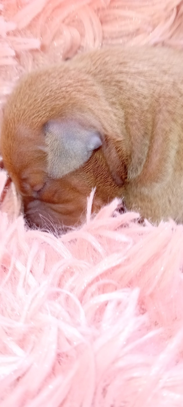 De L'Oustau De La Clapiere - Chiots disponibles - Petit Levrier Italien