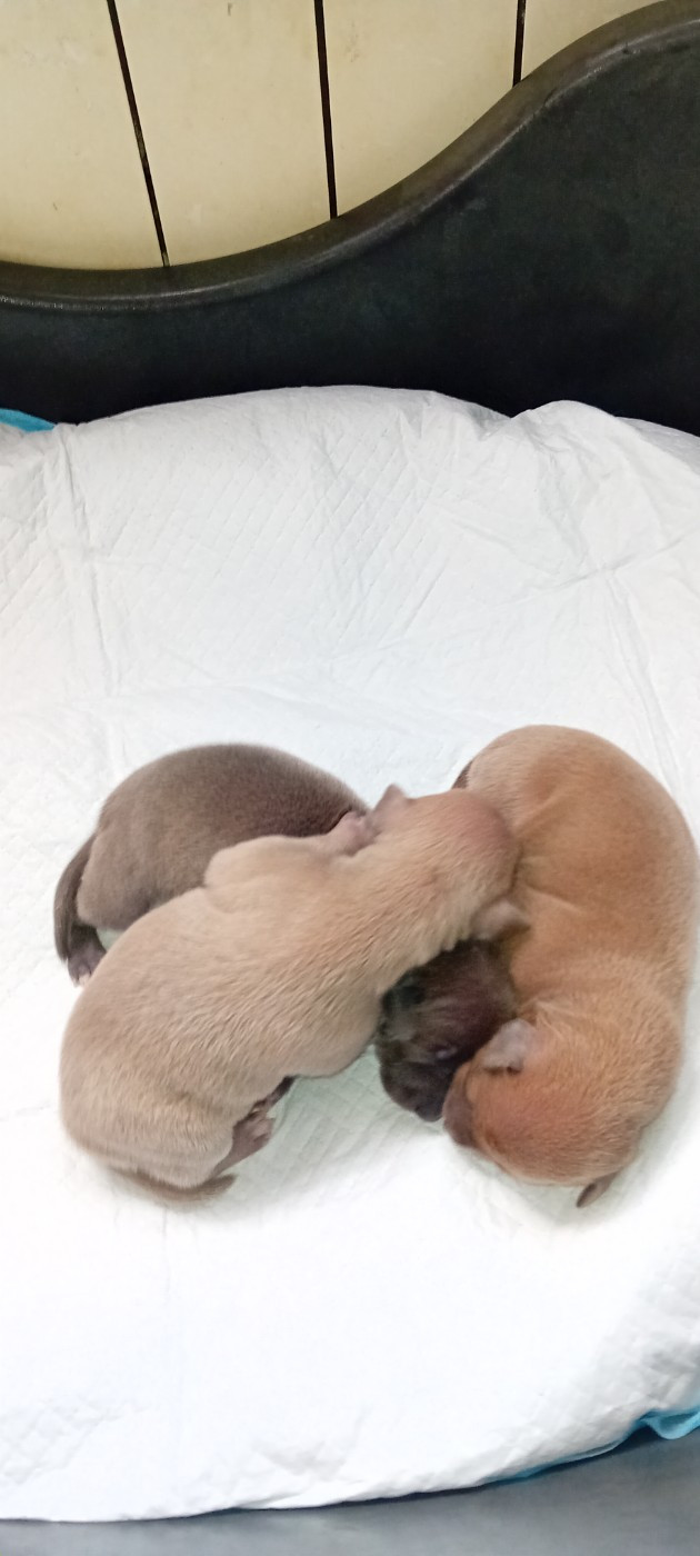 De L'Oustau De La Clapiere - Chiots disponibles - Petit Levrier Italien