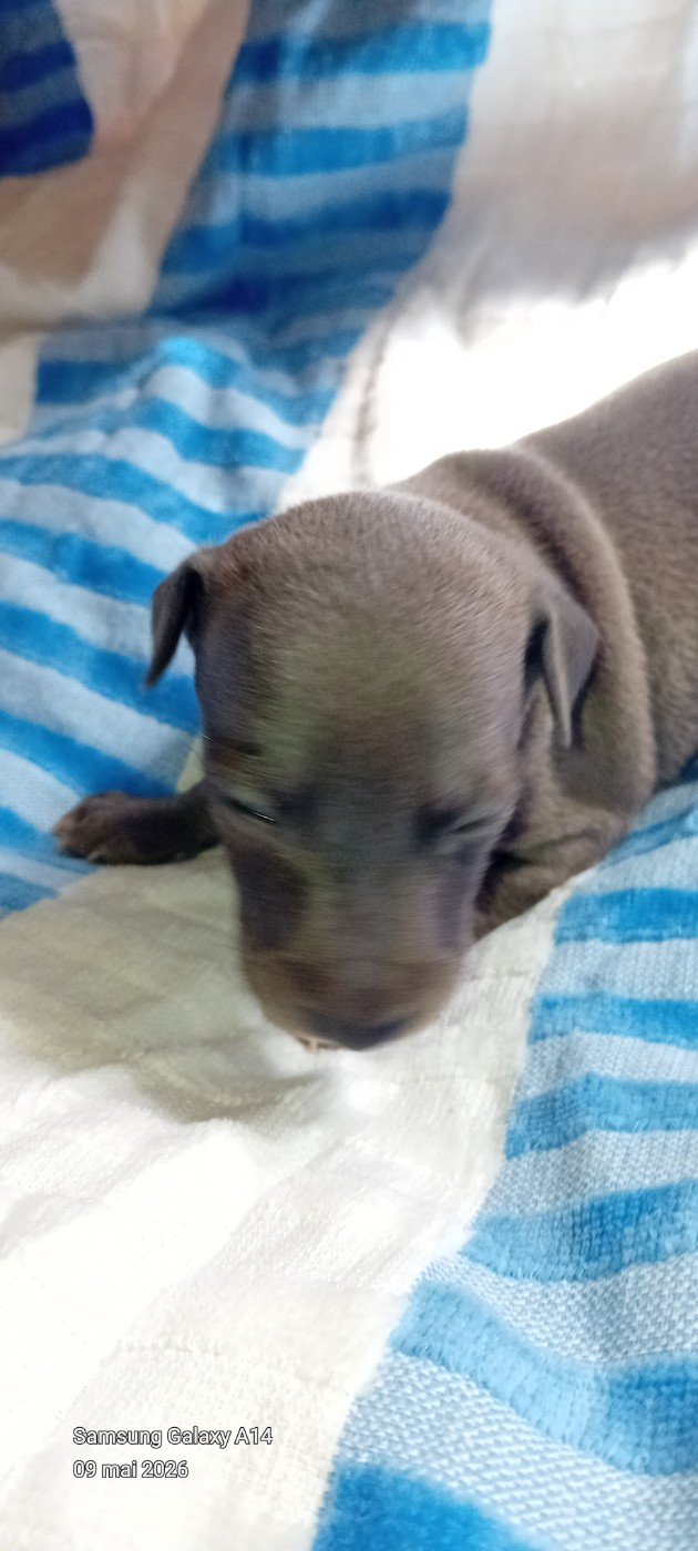 De L'Oustau De La Clapiere - Chiots disponibles - Petit Levrier Italien