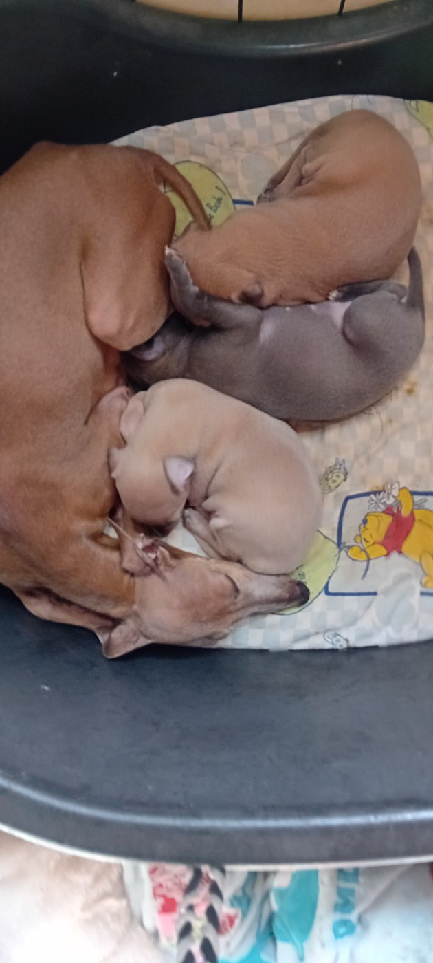 Chiot Petit Levrier Italien De L'Oustau De La Clapiere