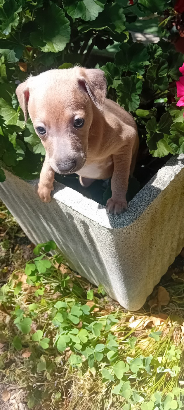 De L'Oustau De La Clapiere - Chiots disponibles - Petit Levrier Italien